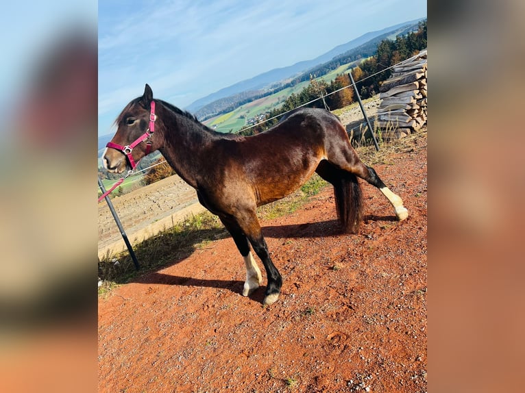 Welsh-C Jument 4 Ans 137 cm Bai in Atzesberg