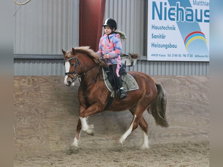 Welsh-C Jument 4 Ans 140 cm Alezan in Wildeshausen