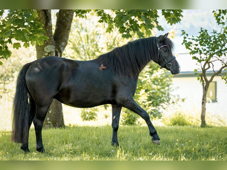 Welsh-C Jument 5 Ans 125 cm Noir in Drobollach