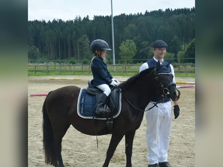 Welsh-C Jument 5 Ans 125 cm Noir in Drobollach