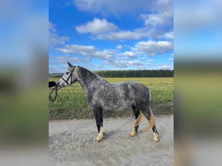 Welsh-C Jument 5 Ans 135 cm Gris in Harlange