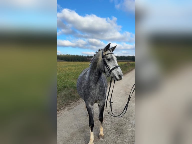 Welsh-C Jument 5 Ans 135 cm Gris in Harlange