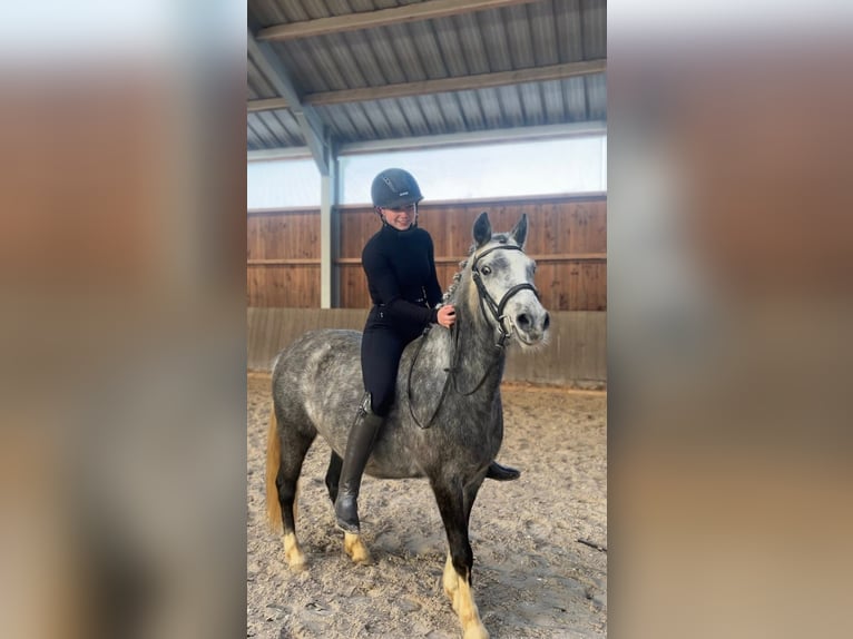 Welsh-C Jument 5 Ans 135 cm Gris in Harlange