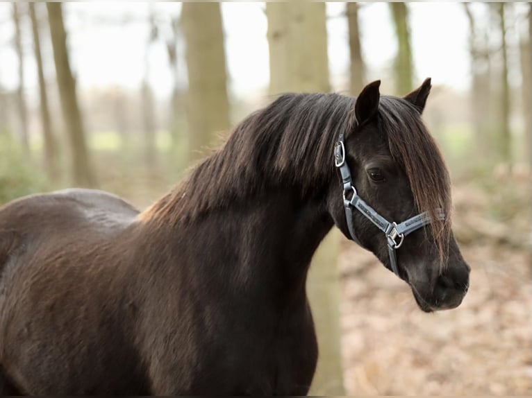 Welsh-C Jument 5 Ans 137 cm Noir in Aalten