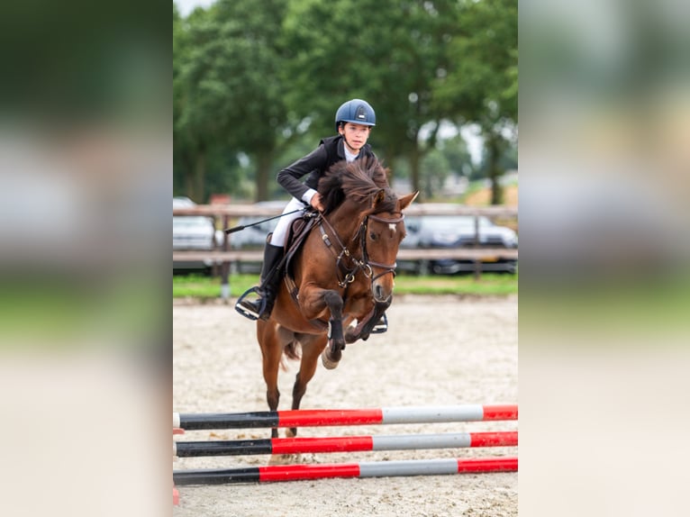 Welsh-C Jument 5 Ans 140 cm Bai in Kaulille