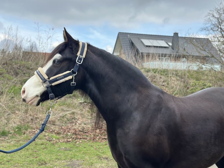 Welsh-C Jument 5 Ans 144 cm Noir in Verl