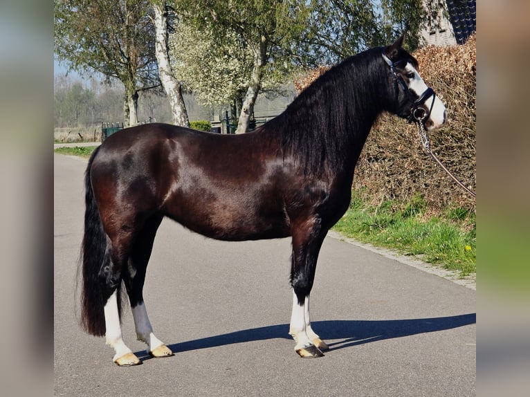 Welsh-C Jument 5 Ans 146 cm Noir in Someren