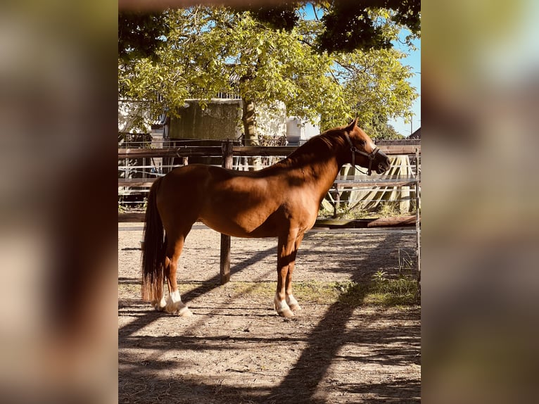 Welsh-C Croisé Jument 6 Ans 135 cm Alezan in Rheurdt
