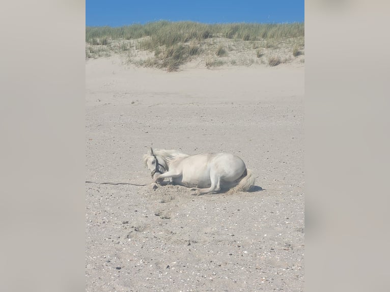 Welsh-C Croisé Jument 7 Ans 120 cm Gris in Wyk auf Föhr