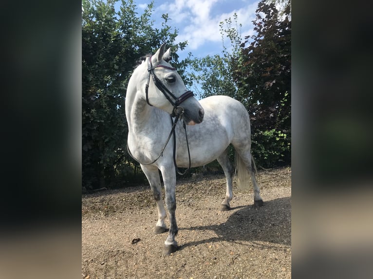 Welsh-C Jument 7 Ans 122 cm Grullo in GROTE BROGEL