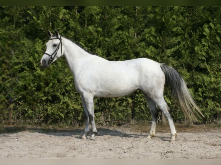 Welsh-C Jument 7 Ans Gris in Knegsel