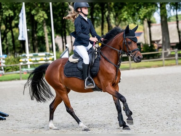 Welsh-C Jument 8 Ans 132 cm Bai in Stadskanaal