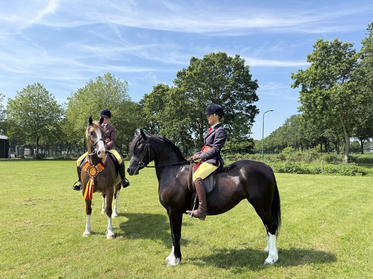 Welsh-C Jument 8 Ans 136 cm Noir in Etten-Leur