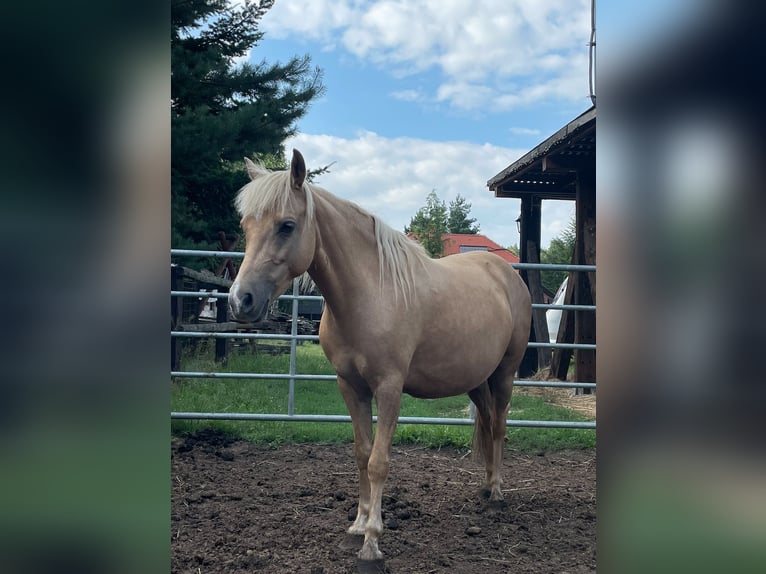 Welsh-C Jument 9 Ans 130 cm Palomino in Poznań