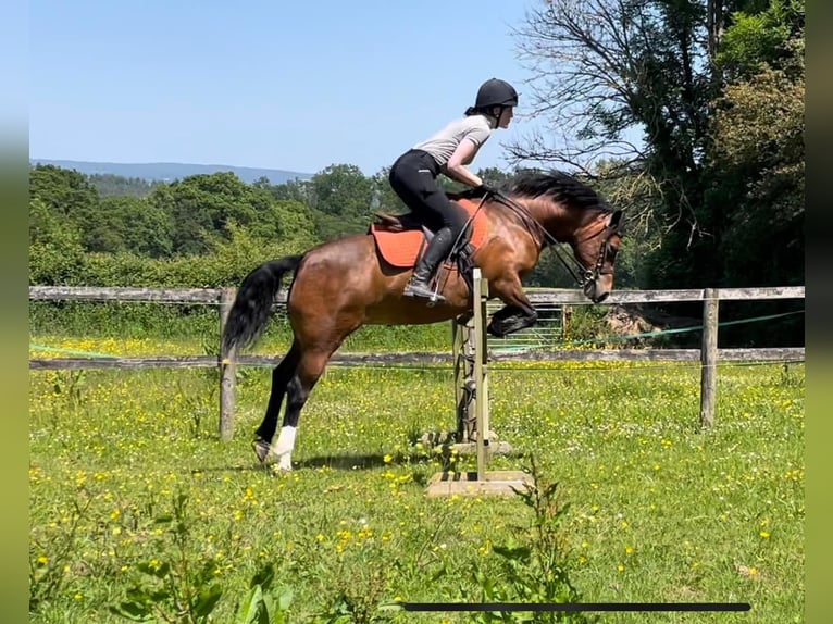 Welsh-C Jument 9 Ans 132 cm Bai cerise in Devon