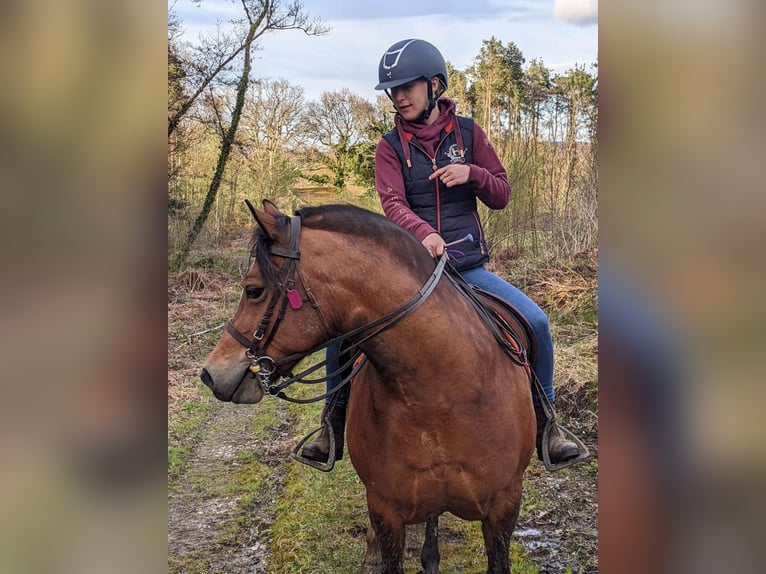 Welsh-C Jument 9 Ans 132 cm Bai cerise in Devon