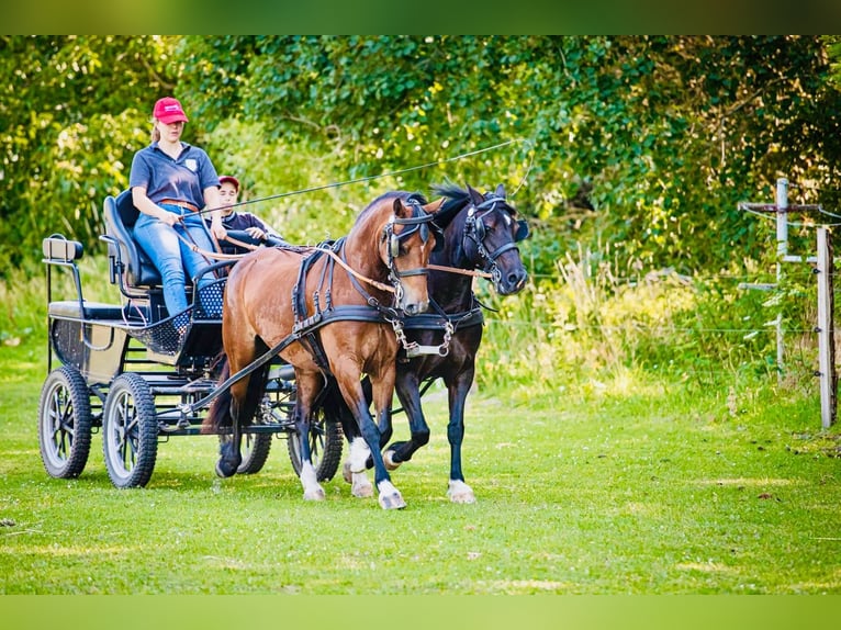 Welsh-C Jument 9 Ans 138 cm Bai brun in Lindlar