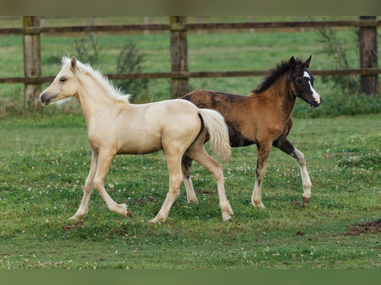 Welsh-C Jument Poulain (05/2024) 135 cm Palomino in Meerbusch