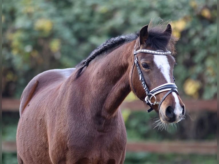Welsh-C Merrie 10 Jaar 138 cm Bruin in Blekendorf