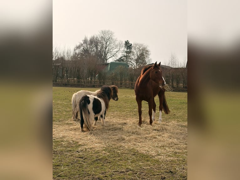 Welsh-C Merrie 10 Jaar 153 cm Vos in Neuengörs