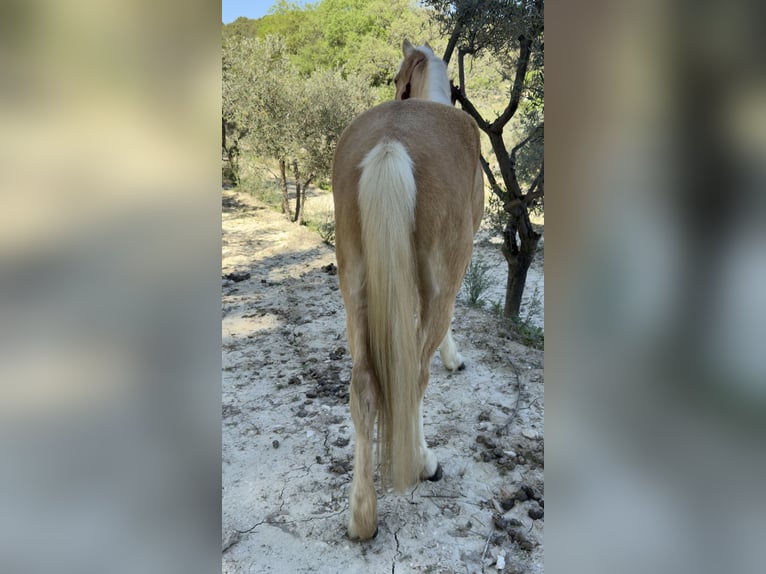 Welsh-C Merrie 11 Jaar 127 cm Palomino in Aix en provence