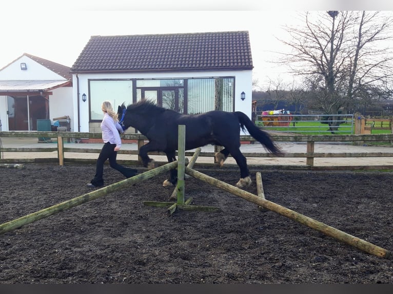 Welsh-C Merrie 11 Jaar 127 cm Zwart in Rotherham