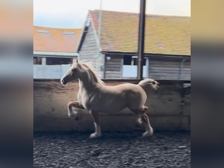 Welsh-C Merrie 11 Jaar 133 cm Palomino in Hengelo (Gld)