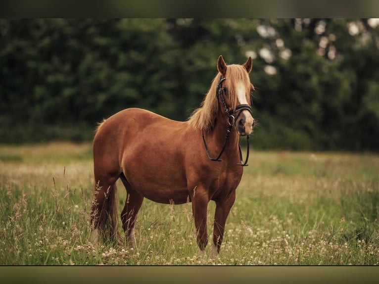 Welsh-C Merrie 12 Jaar 126 cm Vos in Sievershütten