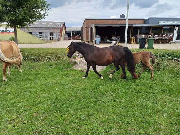 Welsh-C Merrie 12 Jaar 131 cm Donkerbruin in Varel Grünenkamp