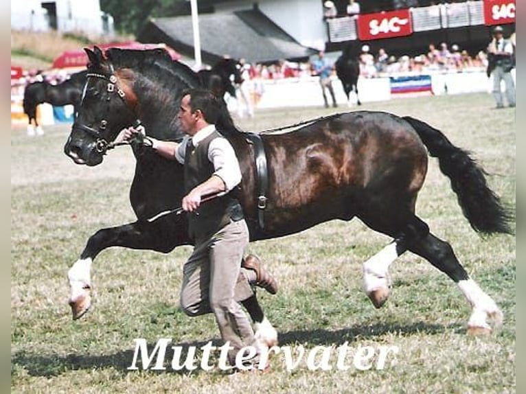 Welsh-C Merrie 12 Jaar 131 cm Donkerbruin in Varel Grünenkamp