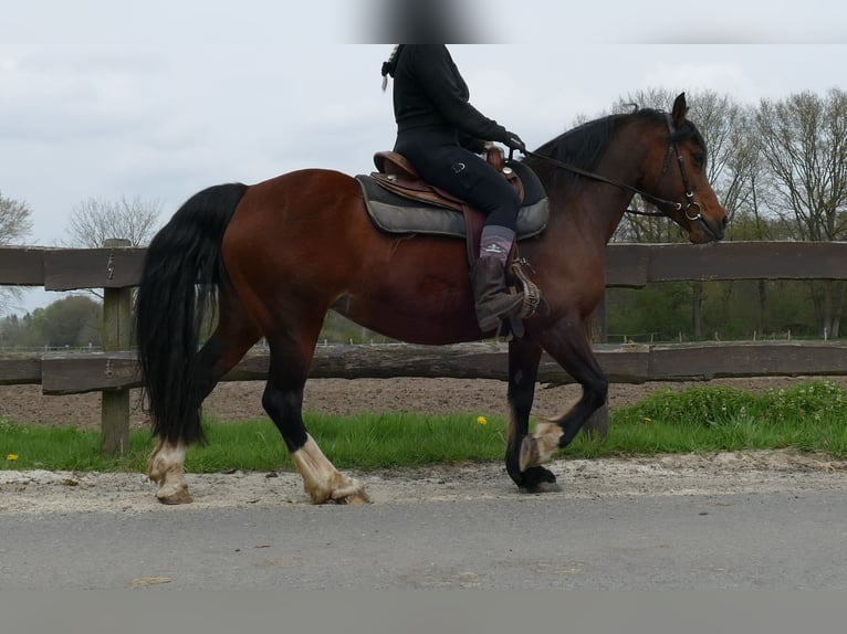 Welsh-C Merrie 12 Jaar 138 cm Bruin in Lathen