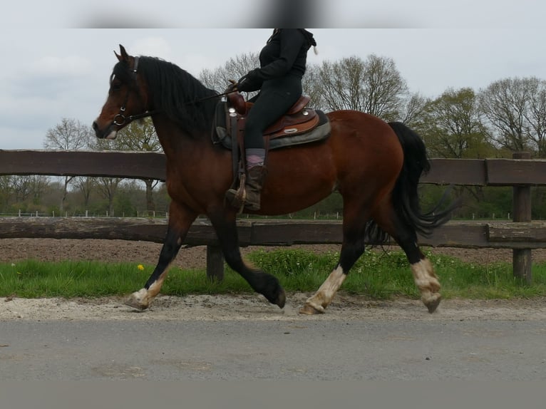 Welsh-C Merrie 12 Jaar 138 cm Bruin in Lathen