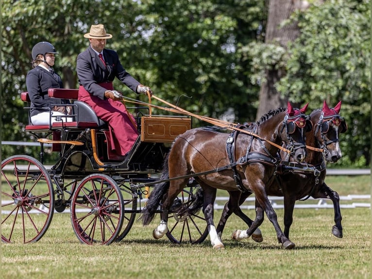 Welsh-C Merrie 13 Jaar 130 cm Zwart in Prerov