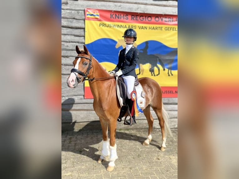 Welsh-C Merrie 13 Jaar 132 cm Donkere-vos in Rijssen