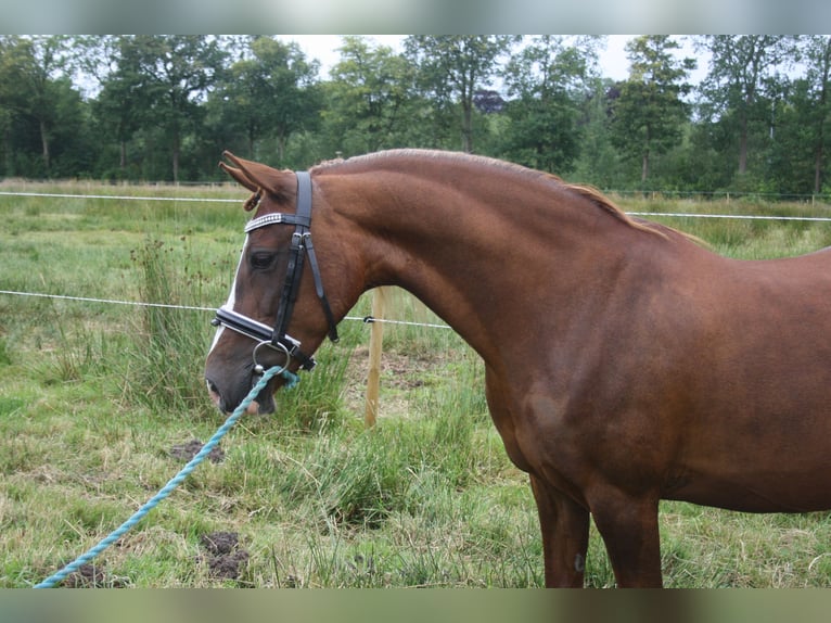 Welsh-C Merrie 14 Jaar 128 cm Vos in Oudeschoot