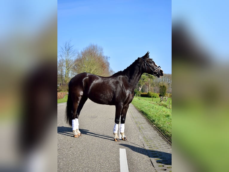 Welsh-C Merrie 14 Jaar 133 cm Zwart in Putten