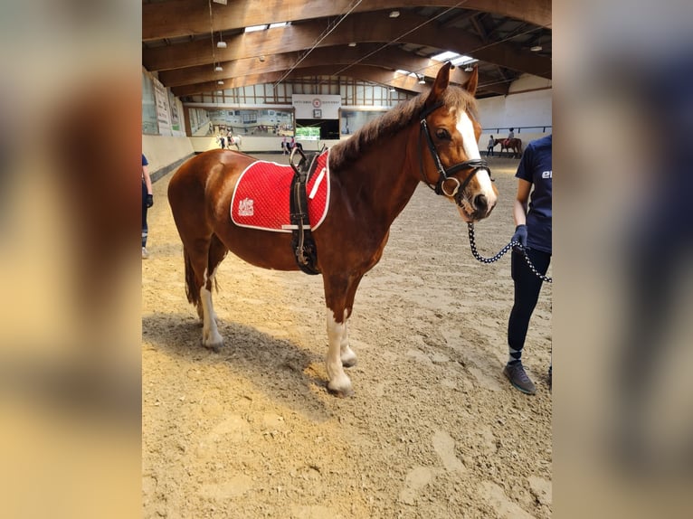 Welsh-C Merrie 14 Jaar 136 cm Donkere-vos in Bremen