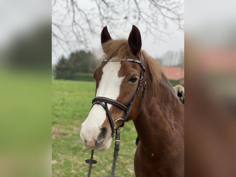 Welsh-C Merrie 14 Jaar 140 cm Vos in Wardenburg