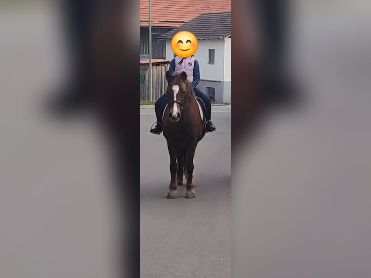 Welsh-C Mix Merrie 15 Jaar 135 cm Donkere-vos in Die&#xDF;en am Ammersee