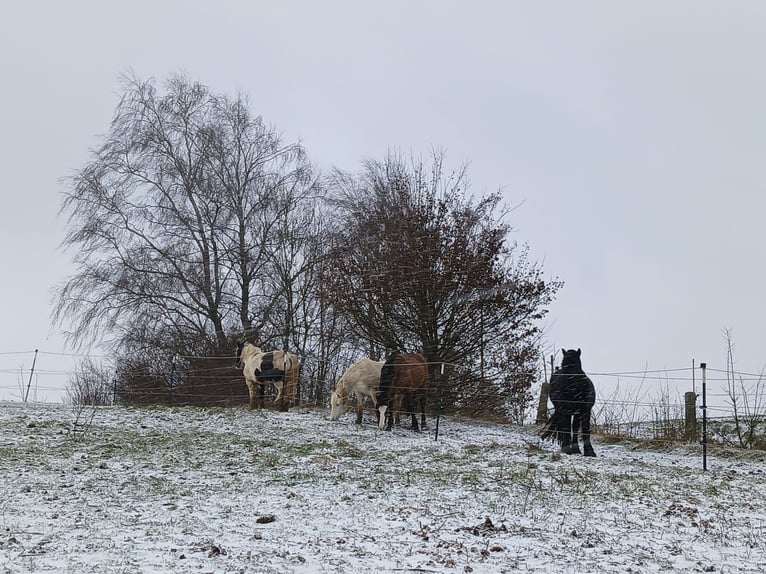 Welsh-C Mix Merrie 16 Jaar 135 cm Schimmel in Rehling