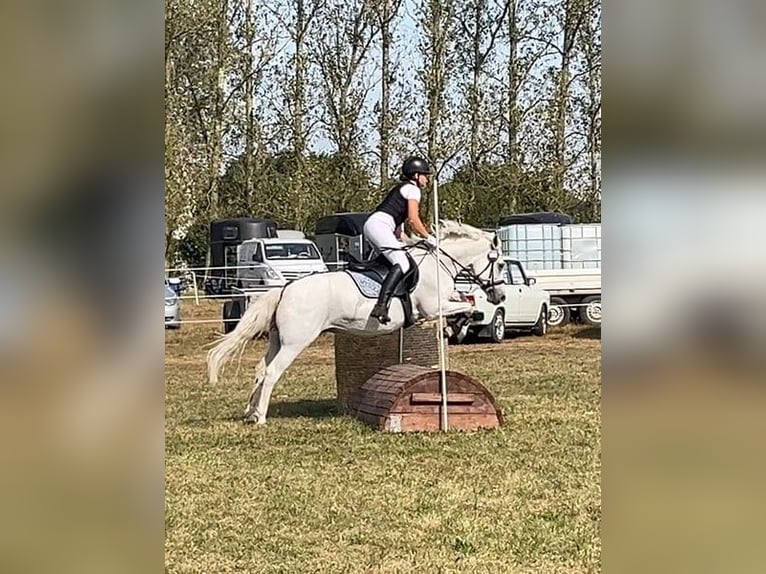 Welsh-C Merrie 17 Jaar 134 cm in Papenhagen