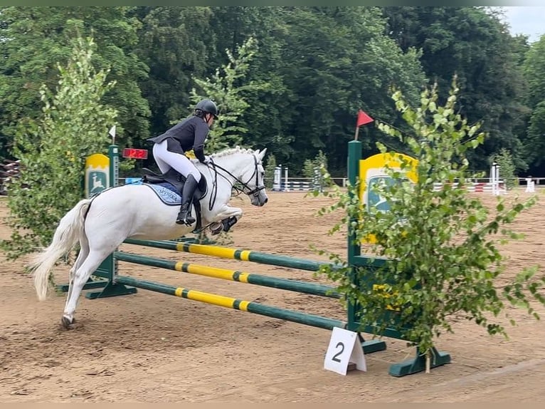 Welsh-C Merrie 17 Jaar 134 cm in Papenhagen