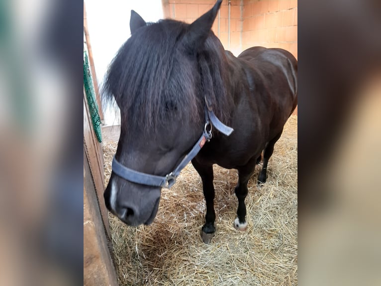 Welsh-C Merrie 17 Jaar 135 cm Donkerbruin in Perkam