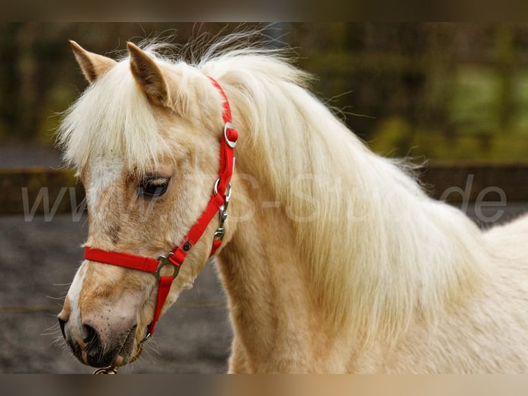 Welsh-C Merrie 1 Jaar 135 cm Palomino in Meerbusch