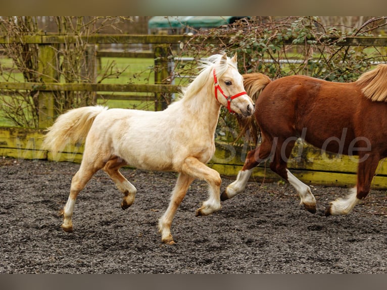 Welsh-C Merrie 1 Jaar 135 cm Palomino in Meerbusch