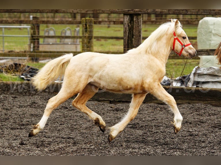 Welsh-C Merrie 1 Jaar 135 cm Palomino in Meerbusch