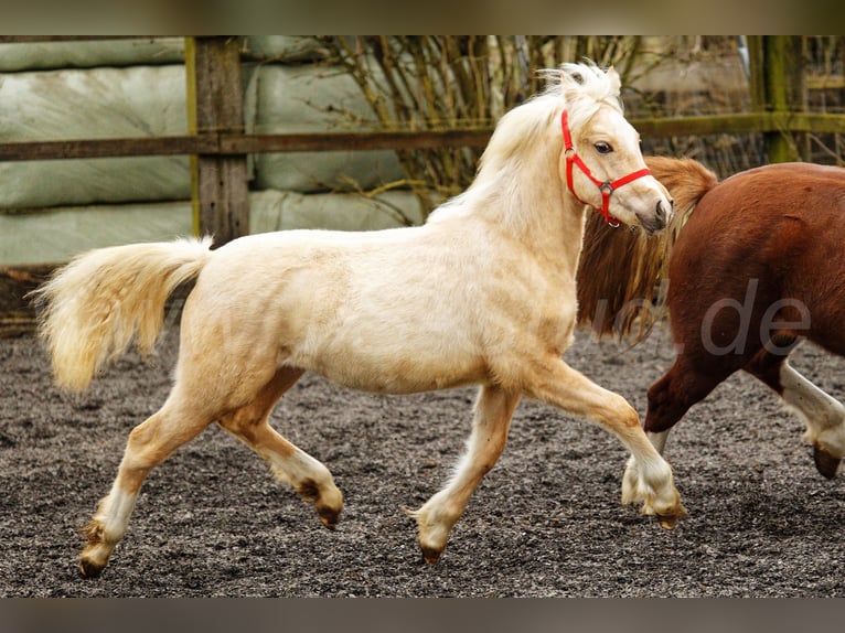 Welsh-C Merrie 1 Jaar 135 cm Palomino in Meerbusch