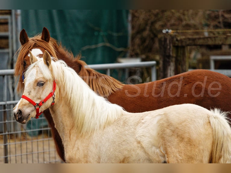 Welsh-C Merrie 1 Jaar 135 cm Palomino in Meerbusch