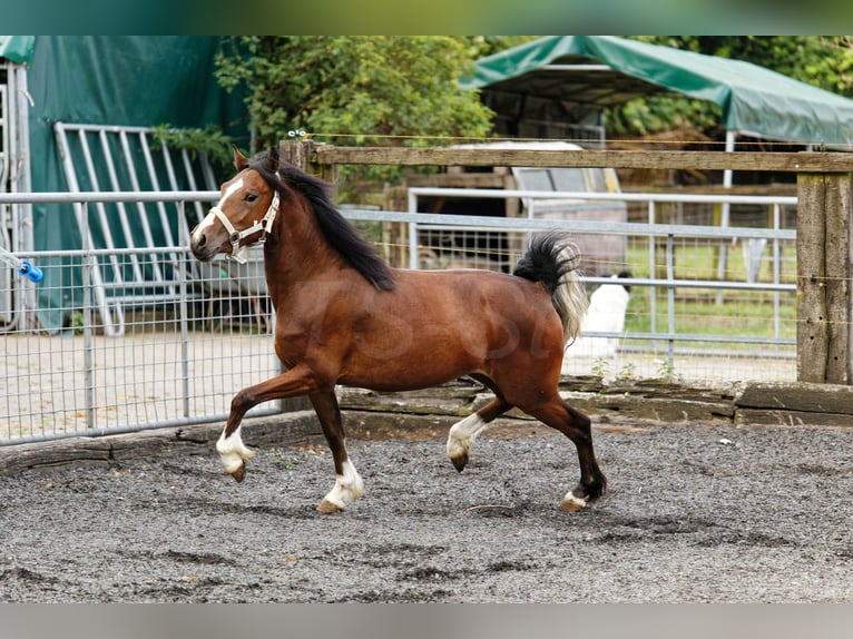 Welsh-C Merrie 2 Jaar 133 cm Bruin in Meerbusch