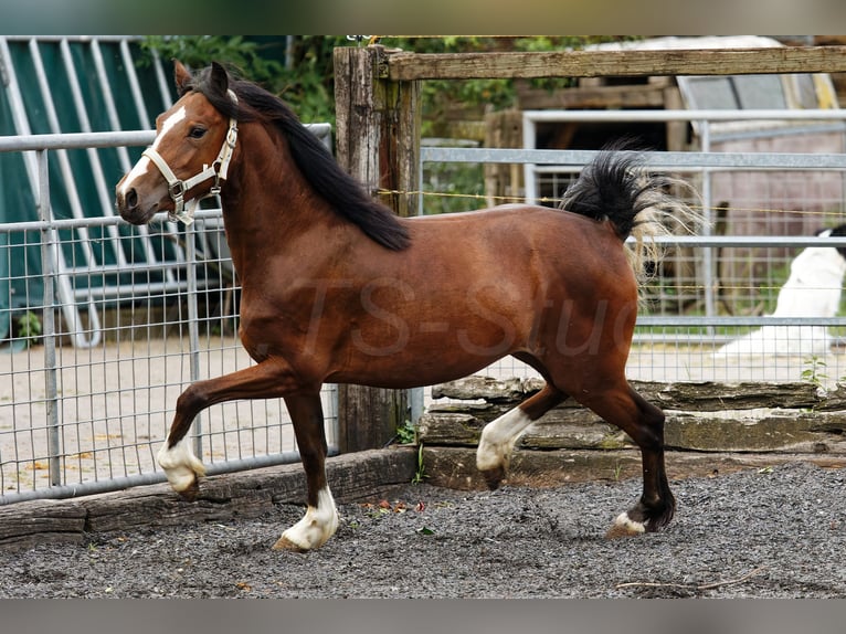 Welsh-C Merrie 2 Jaar 133 cm Bruin in Meerbusch